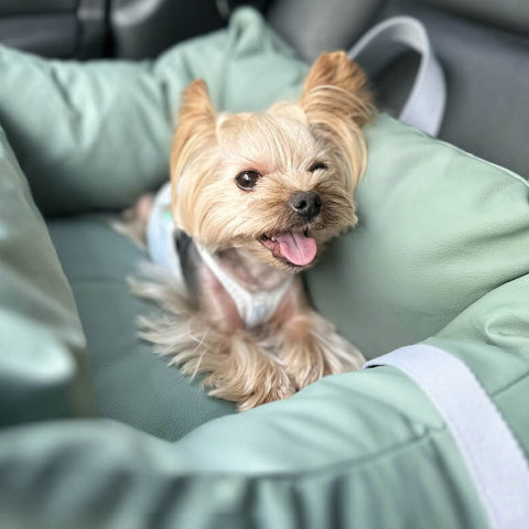 Cuscino Per Auto Per Cani – Protezione E Morbidezza In Viaggio 